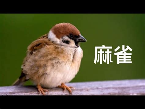 麻雀飛進家裡代表什麼|【家裡飛進麻雀】家裡飛進麻雀！風水大解析，暗示了什麼美好的。